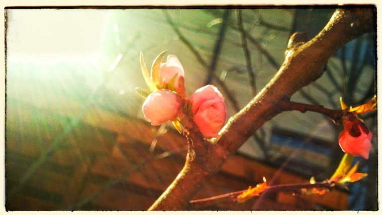 Paste Fericit, din curtea noastra! :-) 10 Aprilie, 2015