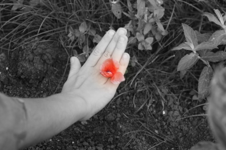 Floarea Iubirii. Gia, 2011