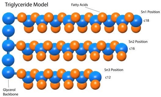 triglyceride